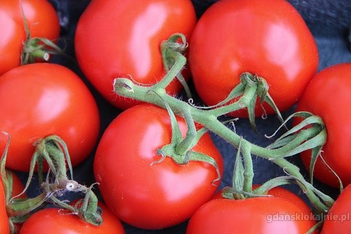 Praca na szklarni przy pomidorach Holandia – De Lier
